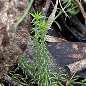 Asperula scoparia at Paddys River, ACT - 13 Aug 2023