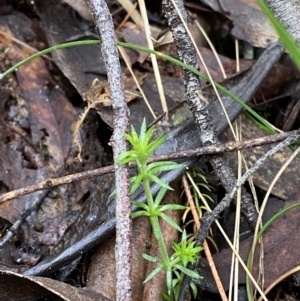 Asperula scoparia at Paddys River, ACT - 13 Aug 2023