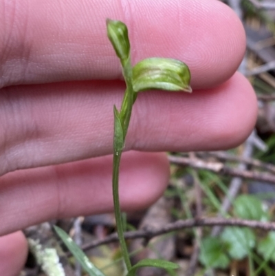 Bunochilus montanus (Montane Leafy Greenhood) at Paddys River, ACT - 13 Aug 2023 by Tapirlord