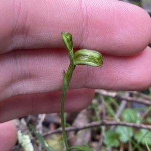 Bunochilus montanus at Paddys River, ACT - 13 Aug 2023