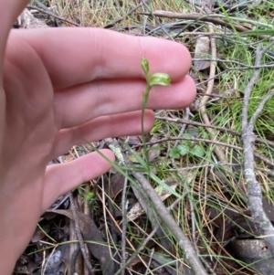 Bunochilus montanus at Paddys River, ACT - 13 Aug 2023