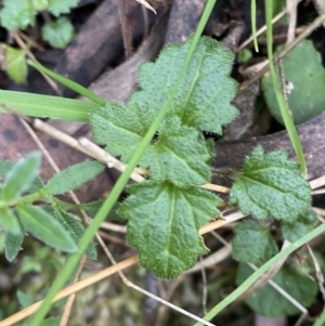 Veronica calycina at Paddys River, ACT - 13 Aug 2023