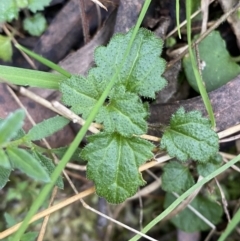 Veronica calycina at Paddys River, ACT - 13 Aug 2023 10:07 AM