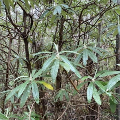 Bedfordia arborescens (Blanket Bush) at Paddys River, ACT - 13 Aug 2023 by Tapirlord