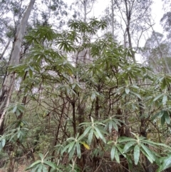 Bedfordia arborescens at Paddys River, ACT - 13 Aug 2023