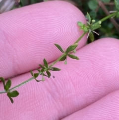 Galium leiocarpum at Paddys River, ACT - 13 Aug 2023 10:06 AM