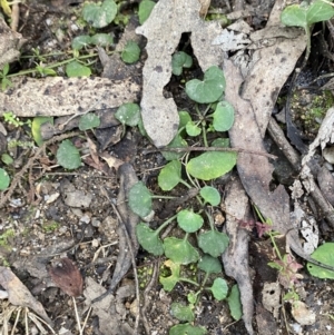 Viola hederacea at Paddys River, ACT - 13 Aug 2023 10:05 AM