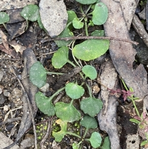 Viola hederacea at Paddys River, ACT - 13 Aug 2023 10:05 AM