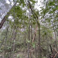 Pomaderris aspera at Paddys River, ACT - 13 Aug 2023