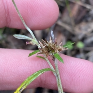 Euchiton involucratus at Paddys River, ACT - 13 Aug 2023