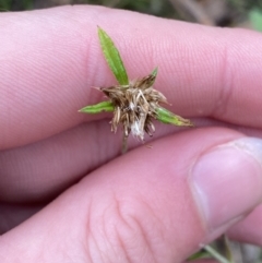 Euchiton involucratus at Paddys River, ACT - 13 Aug 2023