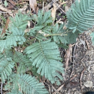 Acacia dealbata subsp. subalpina at Paddys River, ACT - 13 Aug 2023 10:04 AM