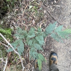 Acacia dealbata subsp. subalpina at Paddys River, ACT - 13 Aug 2023 10:04 AM