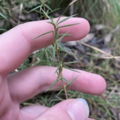 Leptospermum continentale (Prickly Teatree) at Paddys River, ACT - 13 Aug 2023 by Tapirlord