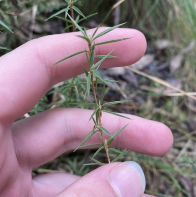 Leptospermum continentale (Prickly Teatree) at Tidbinbilla Nature Reserve - 13 Aug 2023 by Tapirlord