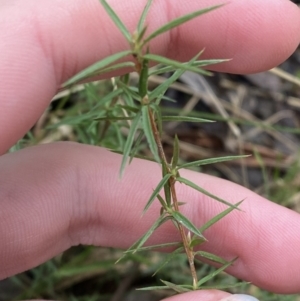 Leptospermum continentale at Paddys River, ACT - 13 Aug 2023 10:03 AM