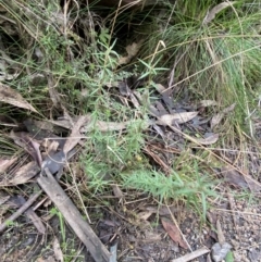 Leptospermum continentale at Paddys River, ACT - 13 Aug 2023 10:03 AM