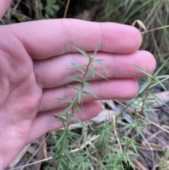 Leptospermum continentale at Paddys River, ACT - 13 Aug 2023 10:03 AM