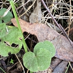 Dichondra repens (Kidney Weed) at Paddys River, ACT - 13 Aug 2023 by Tapirlord