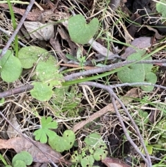 Dichondra repens at Paddys River, ACT - 13 Aug 2023 10:03 AM