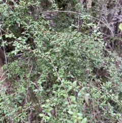 Coprosma quadrifida (Prickly Currant Bush, Native Currant) at Paddys River, ACT - 13 Aug 2023 by Tapirlord