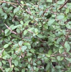 Coprosma quadrifida at Paddys River, ACT - 13 Aug 2023