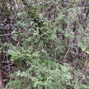 Coprosma quadrifida at Paddys River, ACT - 13 Aug 2023 10:03 AM