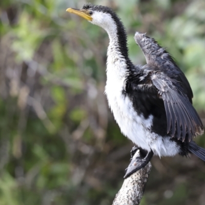 Microcarbo melanoleucos (Little Pied Cormorant) at Como, QLD - 2 Aug 2023 by AlisonMilton