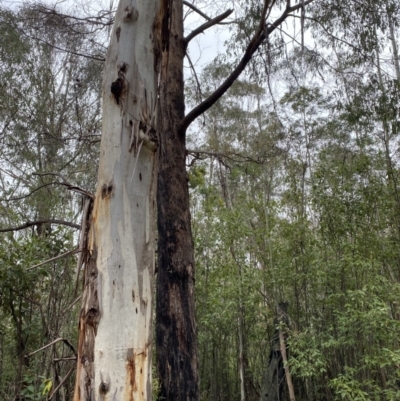 Eucalyptus radiata subsp. robertsonii (Robertson's Peppermint) at Paddys River, ACT - 13 Aug 2023 by Tapirlord