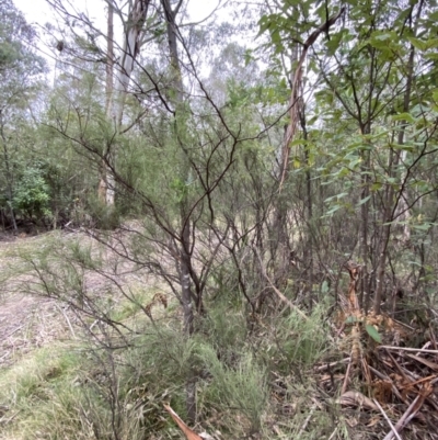 Exocarpos strictus (Dwarf Cherry) at Tidbinbilla Nature Reserve - 13 Aug 2023 by Tapirlord