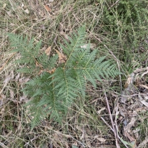 Pteridium esculentum at Paddys River, ACT - 13 Aug 2023 10:00 AM