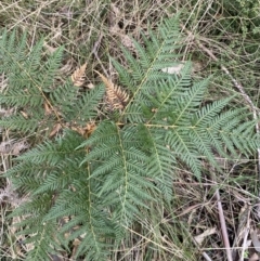 Pteridium esculentum at Paddys River, ACT - 13 Aug 2023 10:00 AM