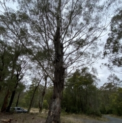 Eucalyptus viminalis (Ribbon Gum) at Paddys River, ACT - 13 Aug 2023 by Tapirlord