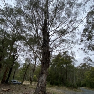 Eucalyptus viminalis at Paddys River, ACT - 13 Aug 2023