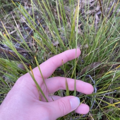 Lomandra filiformis subsp. filiformis (Wattle Matrush) at Fadden, ACT - 12 Aug 2023 by Tapirlord