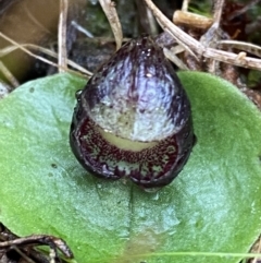 Corysanthes incurva (Slaty Helmet Orchid) at Wanniassa Hill - 12 Aug 2023 by Tapirlord
