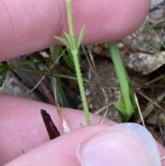 Galium gaudichaudii subsp. gaudichaudii (Rough Bedstraw) at Fadden, ACT - 13 Aug 2023 by Tapirlord