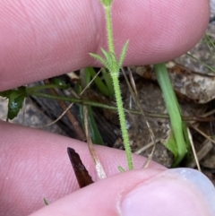 Galium gaudichaudii subsp. gaudichaudii at Fadden, ACT - 13 Aug 2023