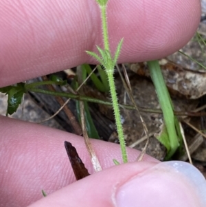 Galium gaudichaudii subsp. gaudichaudii at Fadden, ACT - 13 Aug 2023 09:08 AM