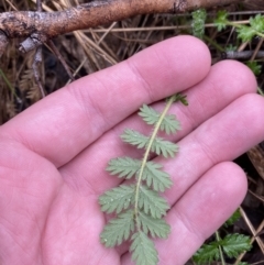 Acaena x ovina (Sheep's Burr) at Fadden, ACT - 12 Aug 2023 by Tapirlord