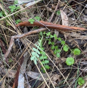 Acaena x ovina at Fadden, ACT - 13 Aug 2023