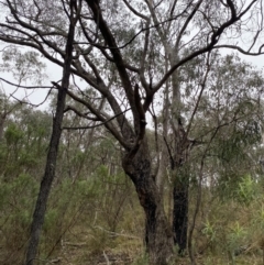 Eucalyptus nortonii (Large-flowered Bundy) at Wanniassa Hill - 12 Aug 2023 by Tapirlord