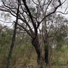 Eucalyptus nortonii (Mealy Bundy) at Fadden, ACT - 13 Aug 2023 by Tapirlord