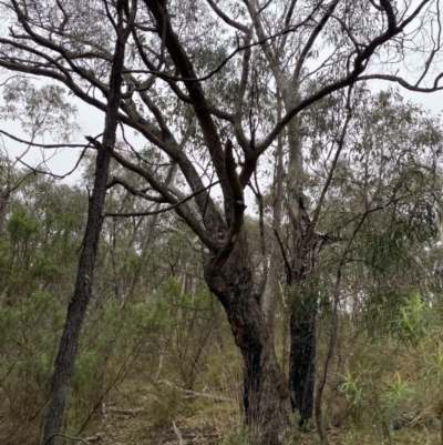 Eucalyptus nortonii (Mealy Bundy) at Fadden, ACT - 12 Aug 2023 by Tapirlord