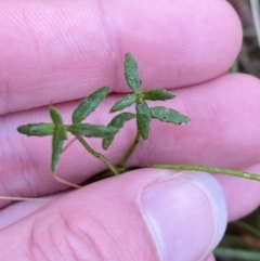 Gonocarpus tetragynus (Common Raspwort) at Wanniassa Hill - 12 Aug 2023 by Tapirlord