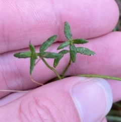 Gonocarpus tetragynus at Fadden, ACT - 13 Aug 2023