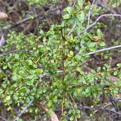 Bursaria spinosa subsp. lasiophylla (Australian Blackthorn) at Fadden, ACT - 12 Aug 2023 by Tapirlord
