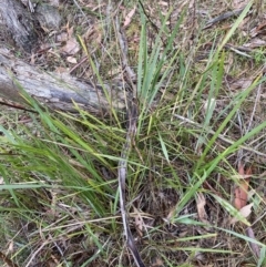 Dianella revoluta var. revoluta (Black-Anther Flax Lily) at Fadden, ACT - 12 Aug 2023 by Tapirlord