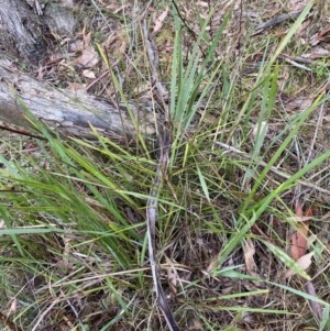 Dianella revoluta var. revoluta at Fadden, ACT - 13 Aug 2023