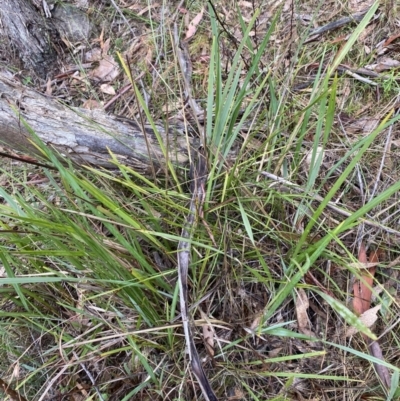 Dianella revoluta var. revoluta (Black-Anther Flax Lily) at Fadden, ACT - 12 Aug 2023 by Tapirlord